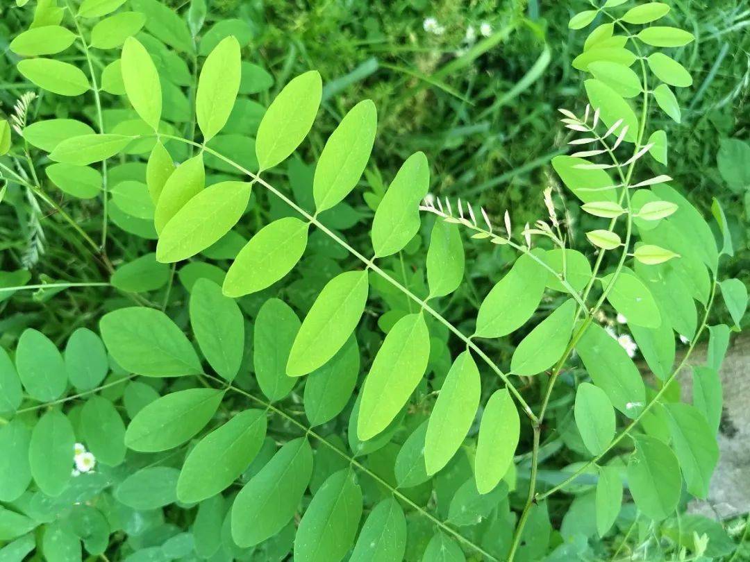 看愛吃樹葉的動物,認動物愛吃的樹葉～_灌木_植物_葉子