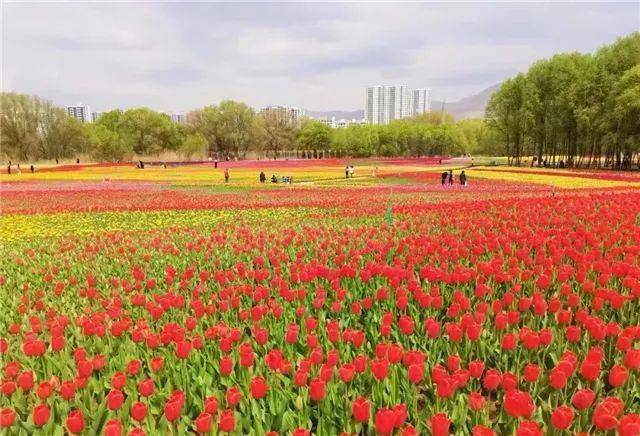 甘肃人游甘肃——开启疫散花开的缤纷旅程