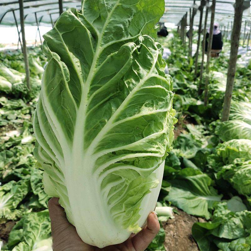 5月可以种的白菜好品种 45 50天特早熟 口感比普通娃娃菜还要嫩 种植 温度 因为