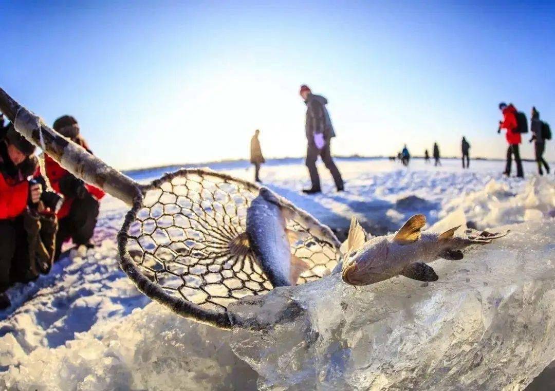 品读黑河丨开江鱼美鲜之首