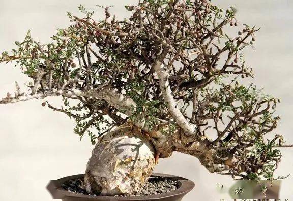 物种日历| Bursera microphylla羽叶裂榄（橄榄）_手机搜狐网