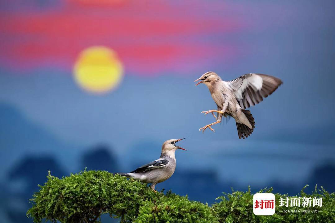 图集|聚焦野生鸟类 艾雅康:每一种鸟都有独特的美|国际生物多样性日