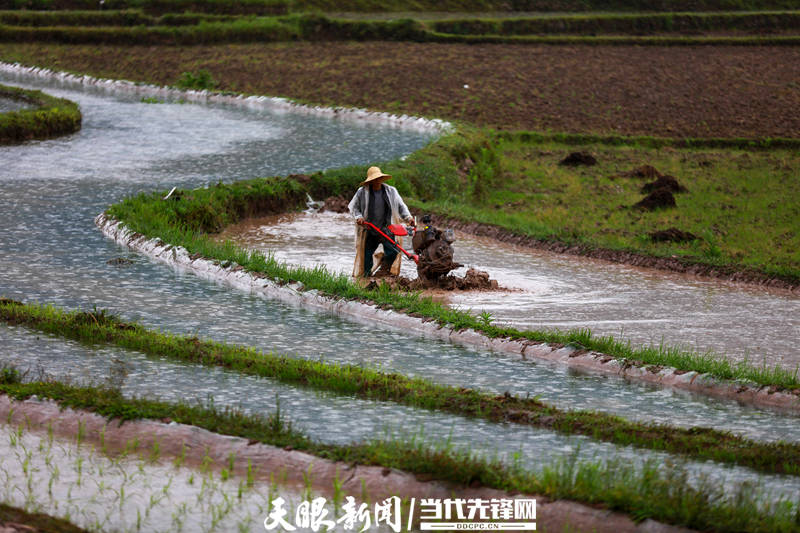 5月22日一早,黔西市锦星镇洪湖村的村民杨发忠就来到自家田地,和前来