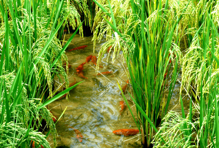 国际生物多样性日看青田稻鱼共生系统提供农遗样板