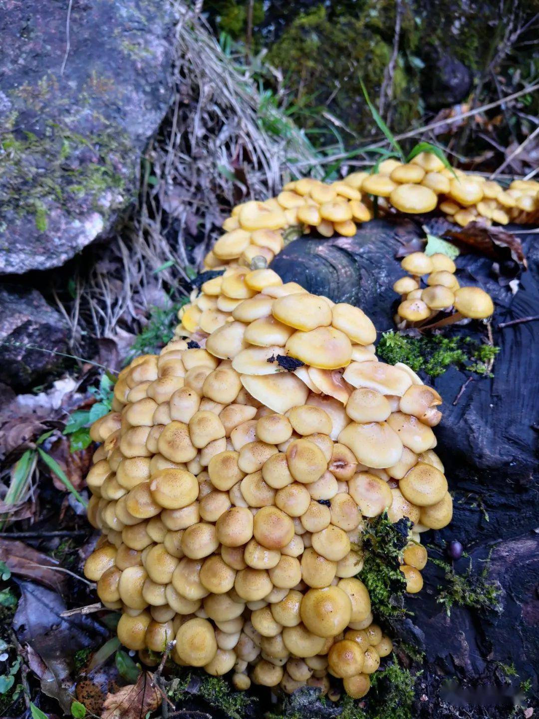 四季黄山相约夏天生物多样性看黄山黄山调查发现大型真菌421种