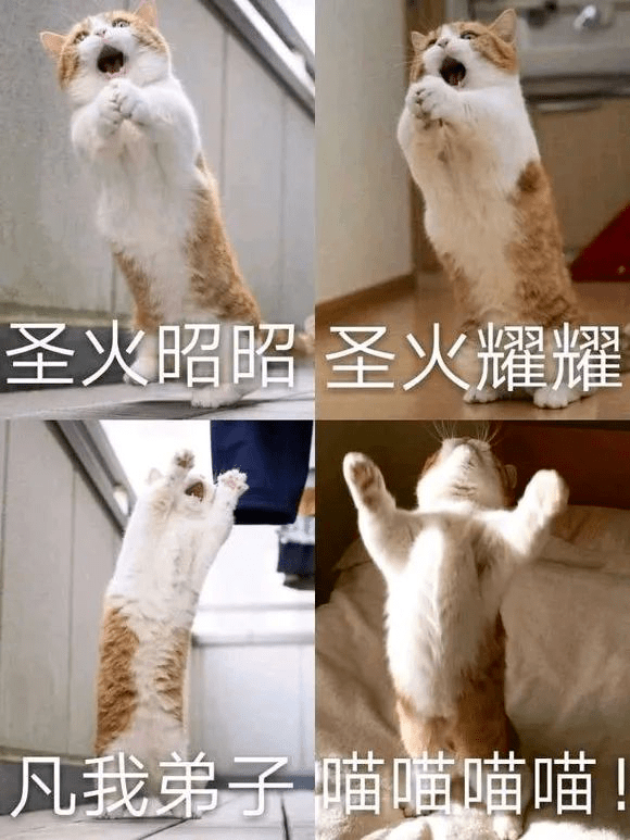 猫猫统治地球实锤了有兴趣加入地球猫猫教吗