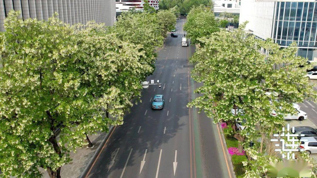 久负盛名的槐花大道位于西岗区五四路,正仁街和建业街,拥有槐树300多