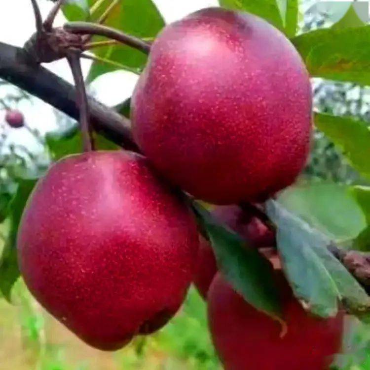 浙川协作精品全红梨积极赋能北川乡村振兴