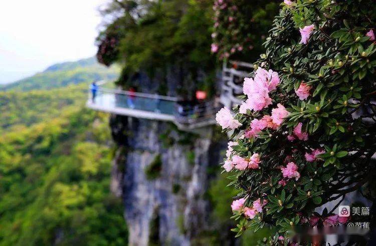 汉中龙头山杜鹃花图片