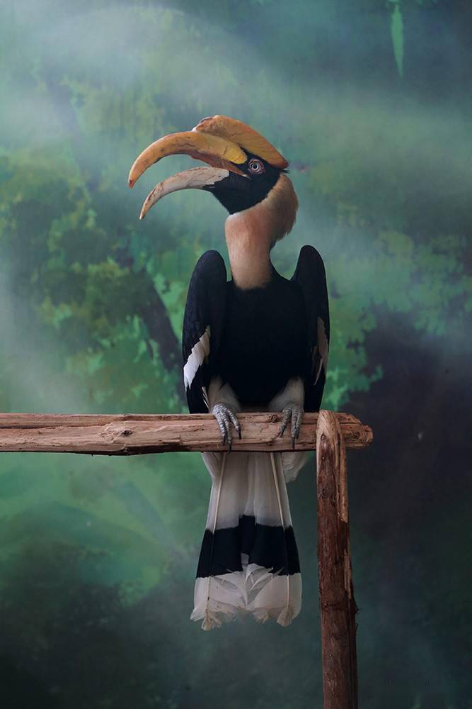 头上长有双角的大鸟