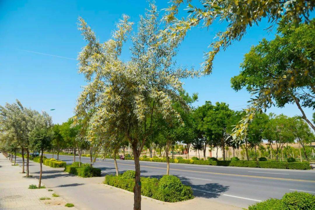 民勤:又到沙枣花香时_民勤县_陆向阳_专栏