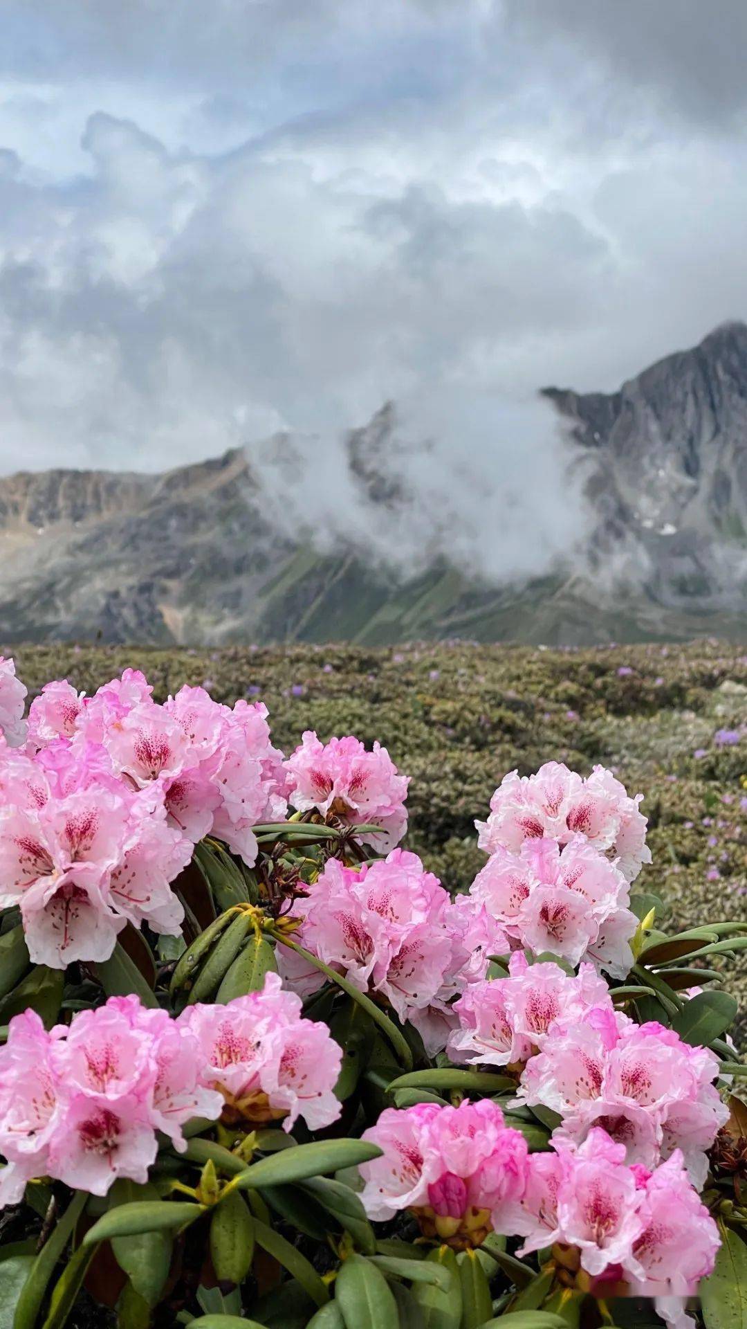 韦化杜鹃密枝杜鹃,金背杜鹃白马雪山的高山杜鹃林种类丰富白马雪山那