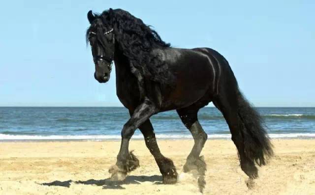 【大千世界】世界最名贵的骏马,开眼了!_寸头_不帅_夫人