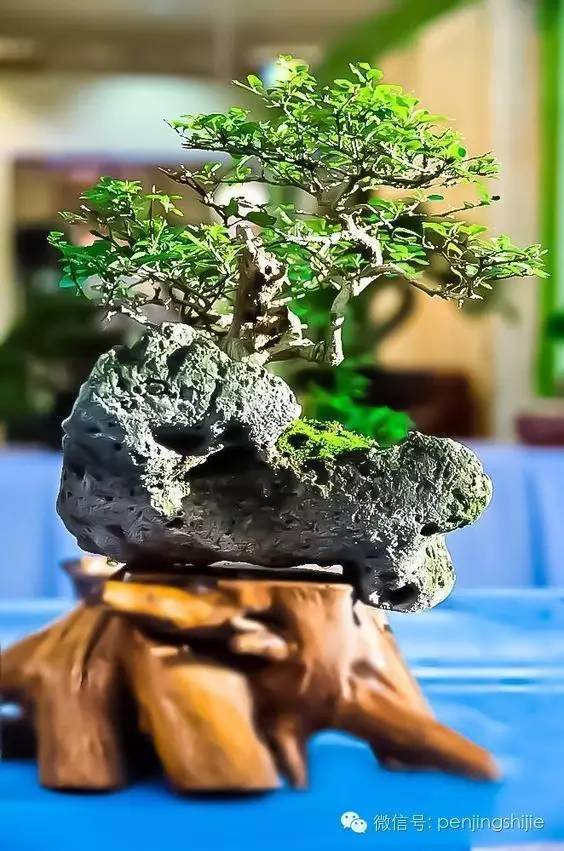 盆景艺术