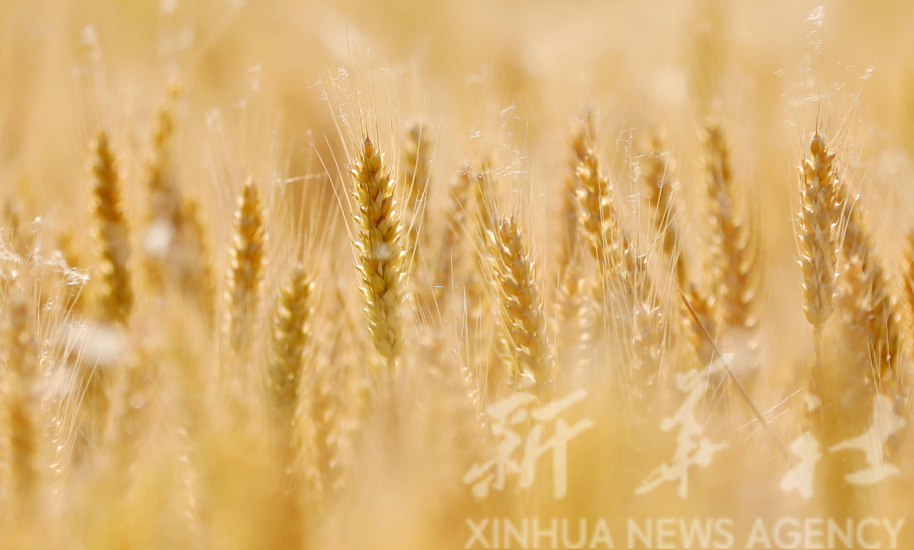 诗意中国夜来南风起小麦覆陇黄