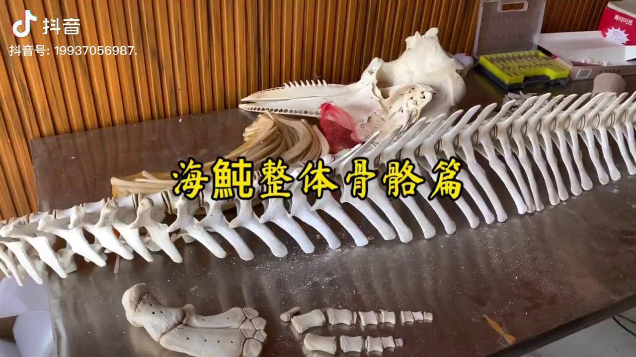 手艺匠人嘉艺手作制作海豚整体骨骼标本他们都说火过的视频还能火我