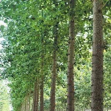 网友建议:全省禁种杨树!回复来了!_安徽省_飞絮_生产