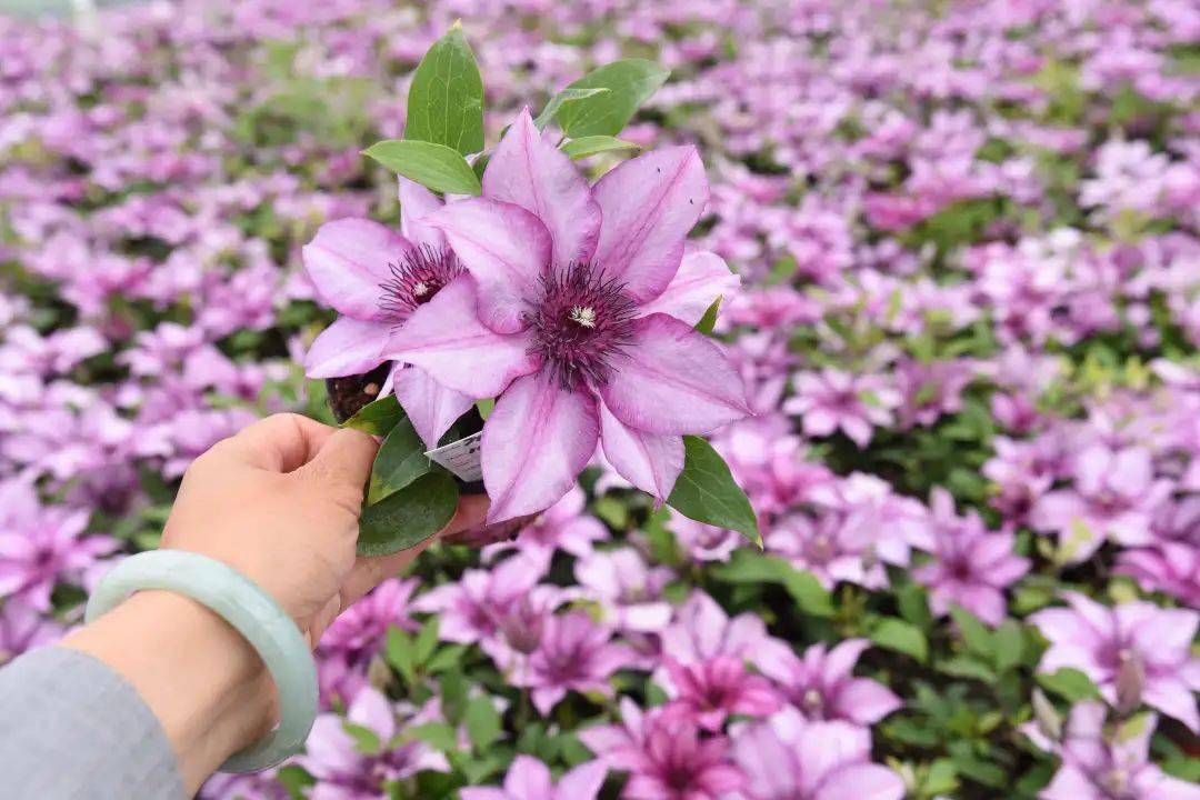 属于阳台党的神仙铁线莲,轻松开出一片繁星_许愿星_艾维森_切尔西