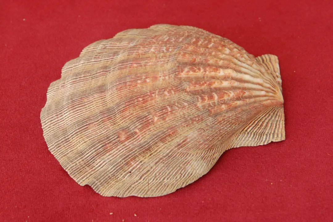 小贝壳大世界珍稀贝壳线上微展览