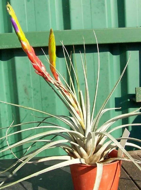 空凤/空气凤梨图鉴——费西古拉塔 (tillandsia fasciculata)_品种
