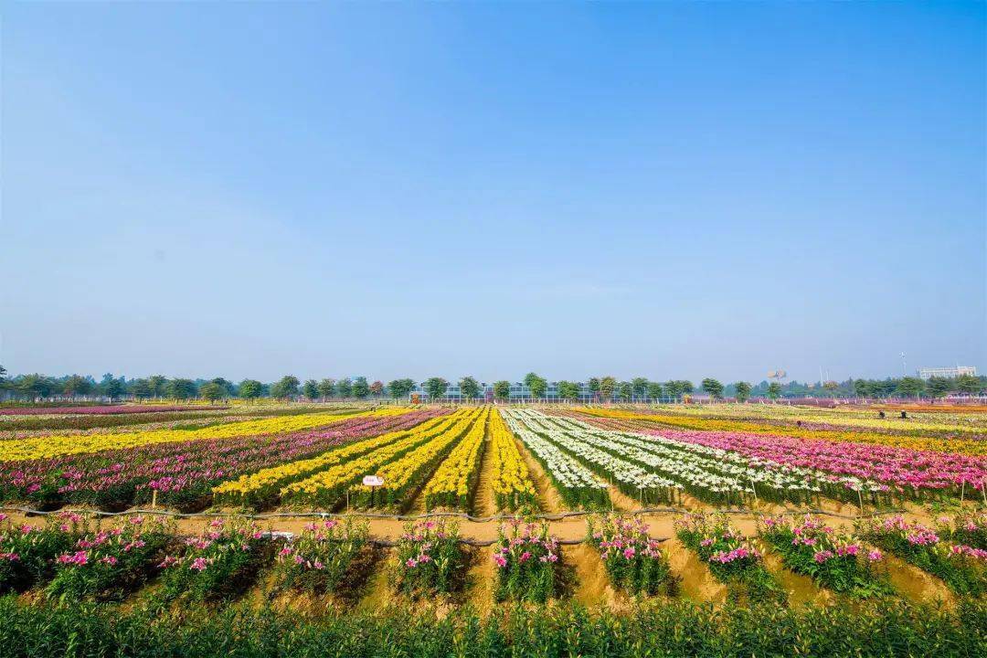 端午不加收599元兩大一小玩轉夢裡水鄉百花園賞花摩天輪彩虹滑道2選1