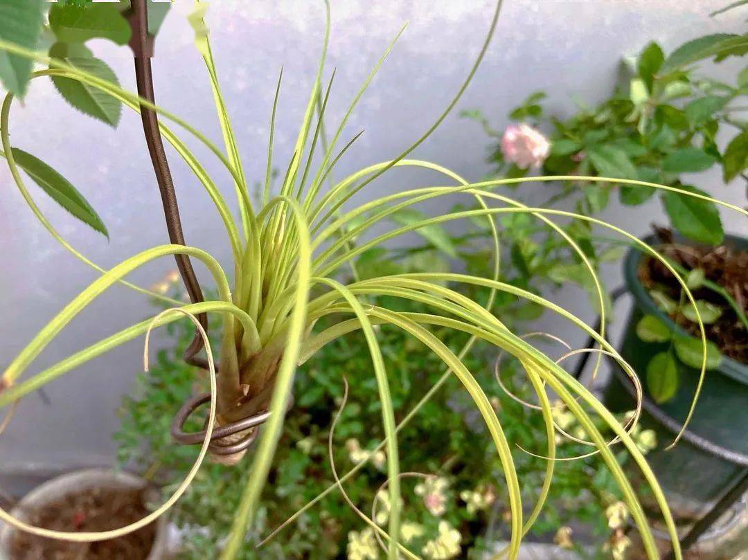 空凤空气凤梨图鉴费西古拉塔tillandsiafasciculata