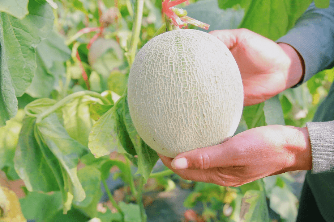 海阳正宗网纹瓜,甜糯醇香,入口即化,越放越甜,48元2颗包邮!