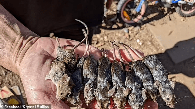 昆州南部爆发大规模鼠灾!一天抓1000只,有人半夜被咬手指