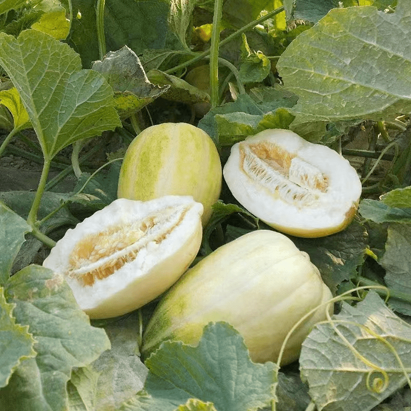 ta们"红"了!_华莱士_直播间_巴彦淖尔市