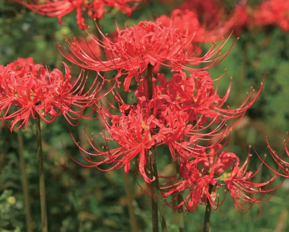 彼岸花如此美艳,却被日本人视为幽冥之花,深扒它的前世今生!