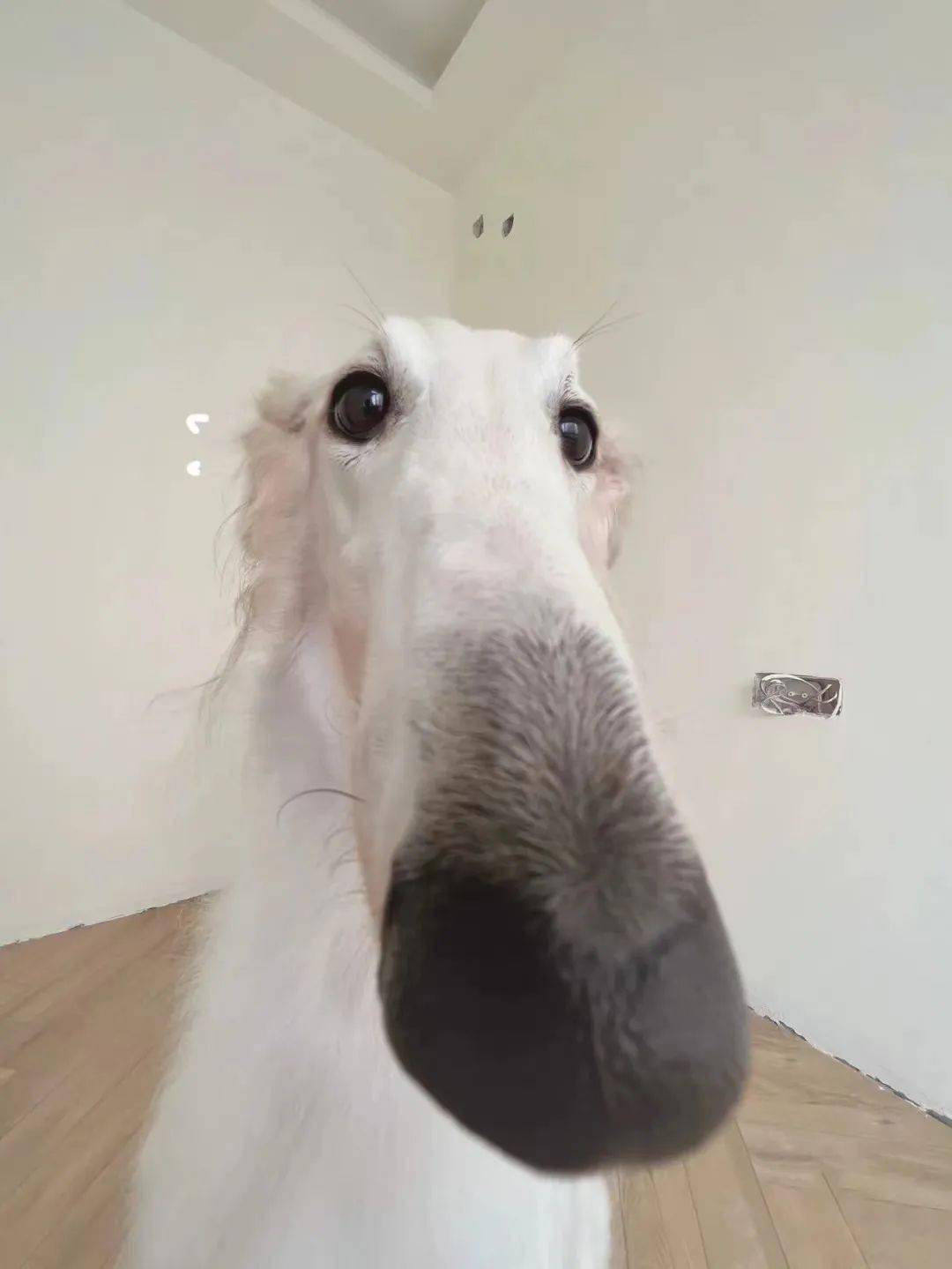 这狗得说了多少谎啊鼻子从普通坐垫变成了山地车座子了