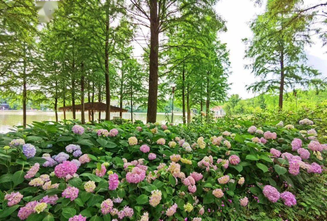 【送门票】发现美丽镇江|天下玫景:处处皆花是美景!_园区_花卉_玫瑰