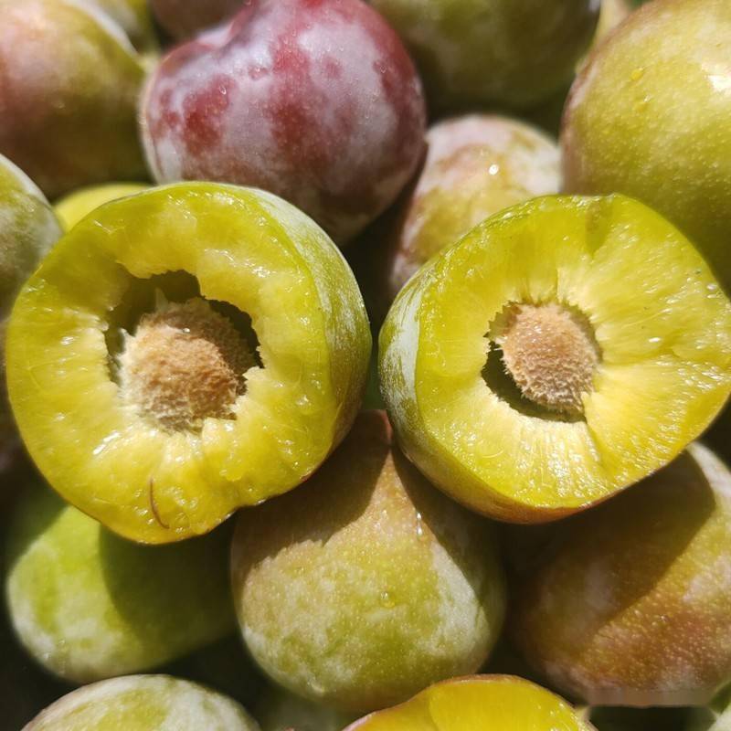 绥江县半边红李子优质高效栽培技术