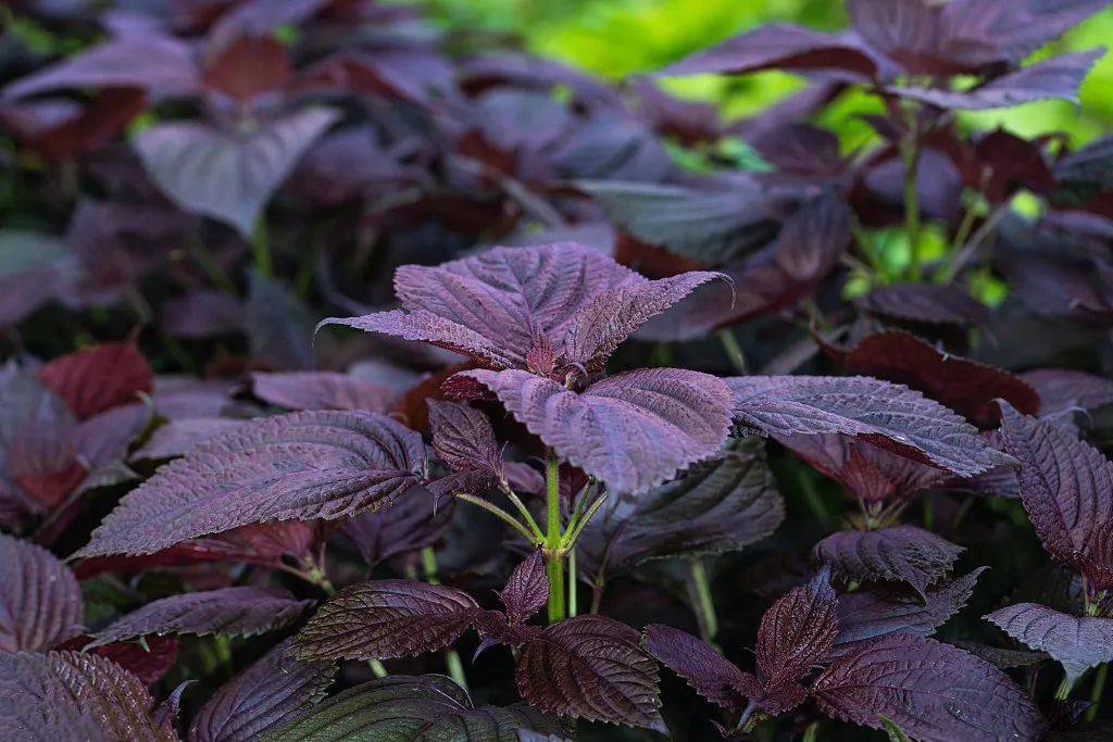 紫苏_风寒_华佗