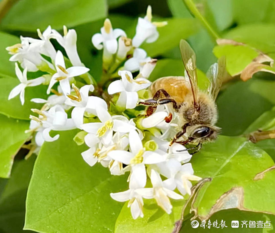 金叶女贞上辛勤劳作的小蜜蜂