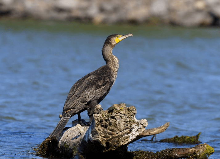 神奇生物在丰台普通鸬鹚
