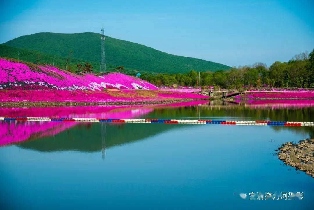 北京芝樱花海图片