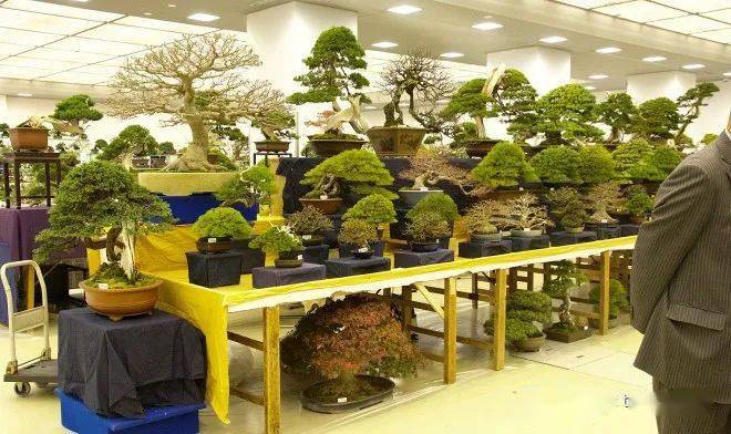 绝美的国外盆景园欣赏