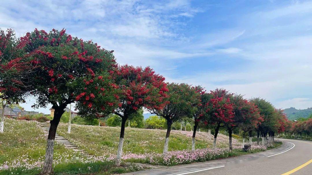 红艳艳湿地现夏日花路鸡冠刺桐花开红胜火