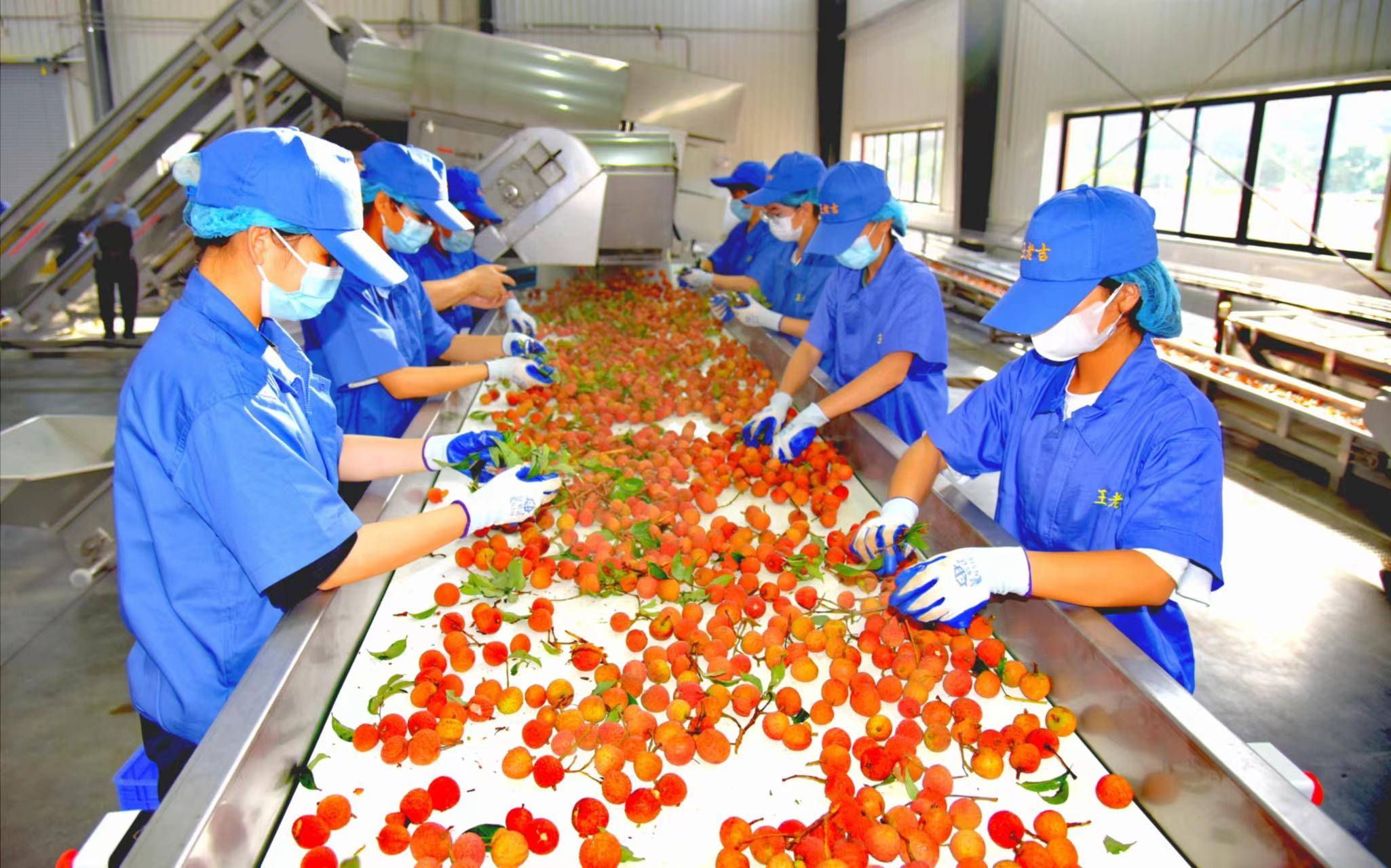 产业园拥有全国目前唯一能加工荔枝清汁的生产线,是国内最先进,单线