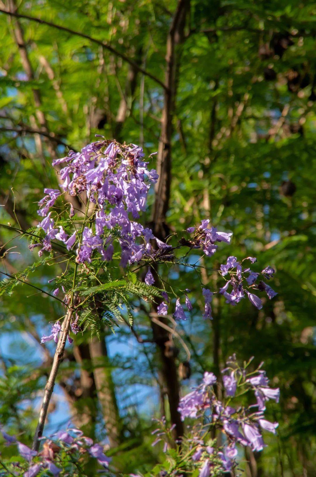团簇簇目睹毕业的离愁匆匆的花开花落"荼蘼雪后春将去,但见蓝楹花满枝