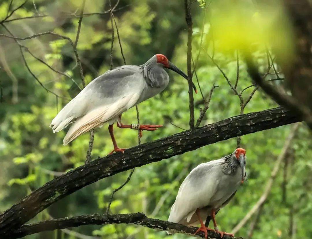 国宝朱鹮飞来西溪湿地舞剧朱鹮飞入杭州大剧院