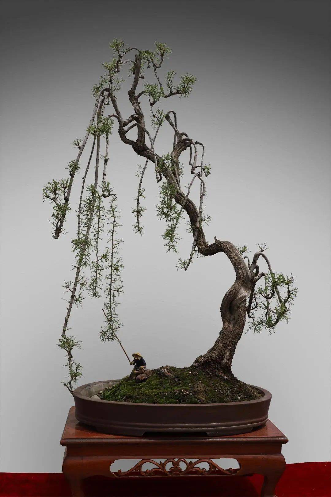 武山:盆艺产业成为群众增收的新引擎_发展_生产_沙柳