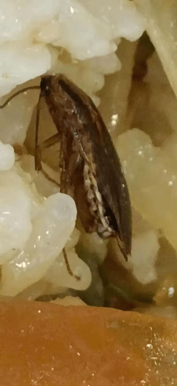 头皮发麻某高校饭堂竟吃出蟑螂学生太恶心了