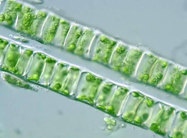 甲藻门代表植物图片