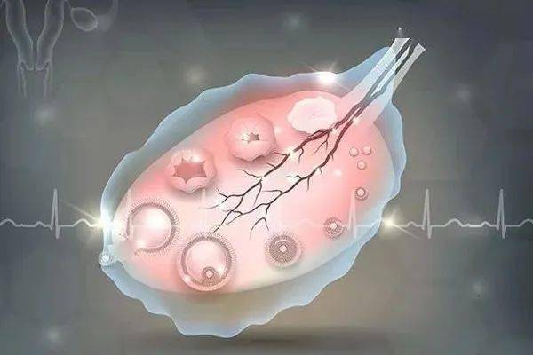 优势卵泡对备孕有多重要?_女性_质量_卵子