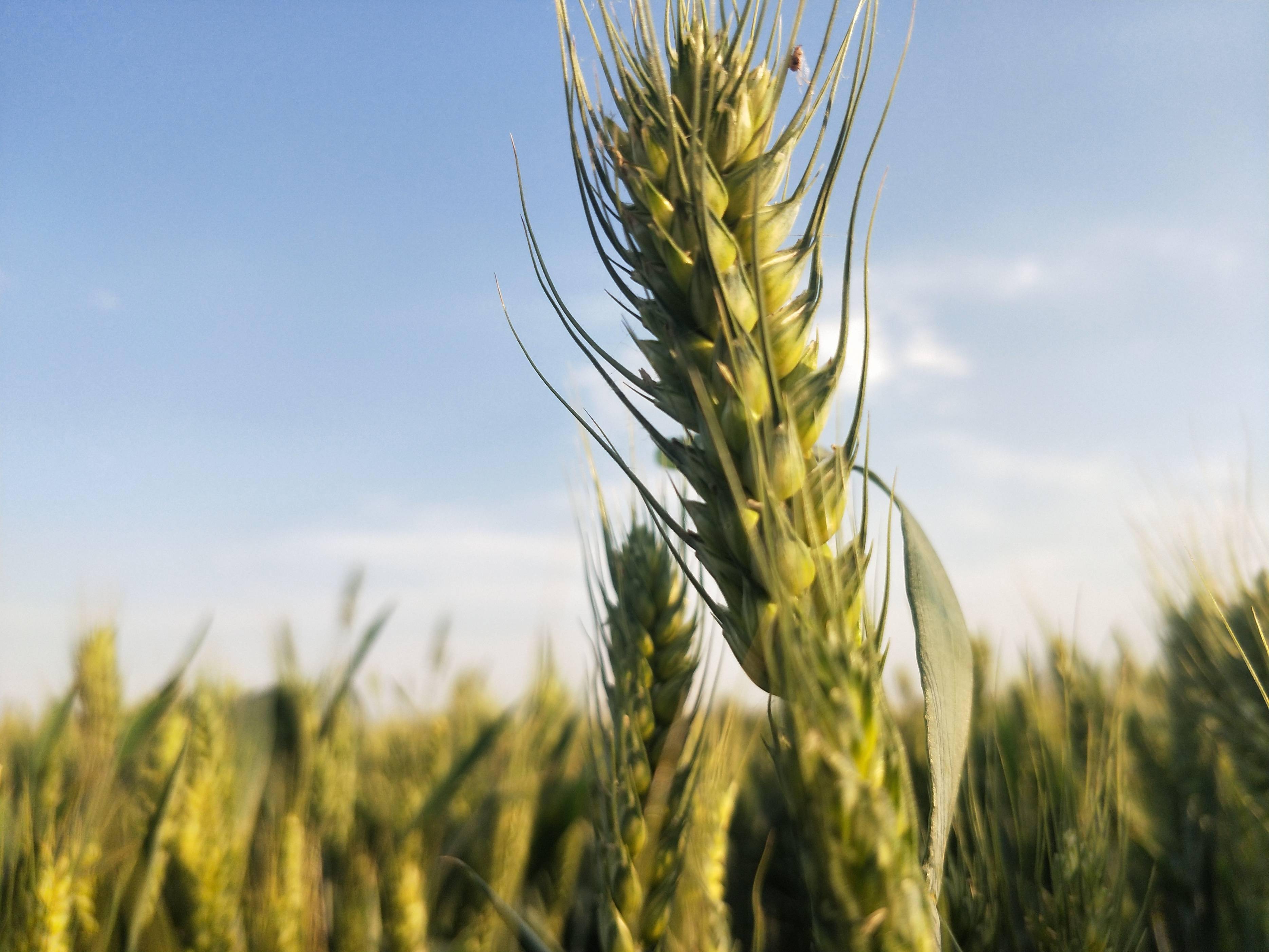 今年粮食要不要卖新麦价格会大涨吗
