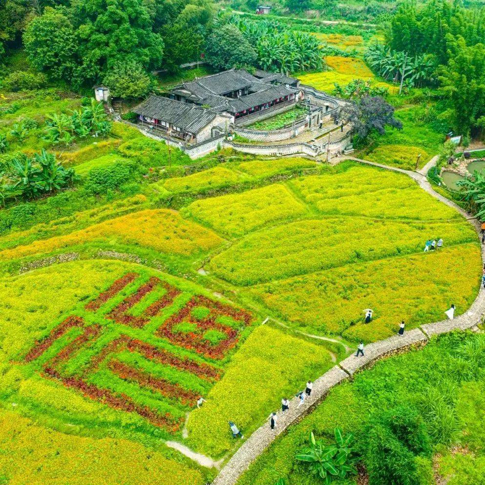 永安有处“福”字花海，煞是好看，众多游客慕名前往_吉山_文化_协同发展