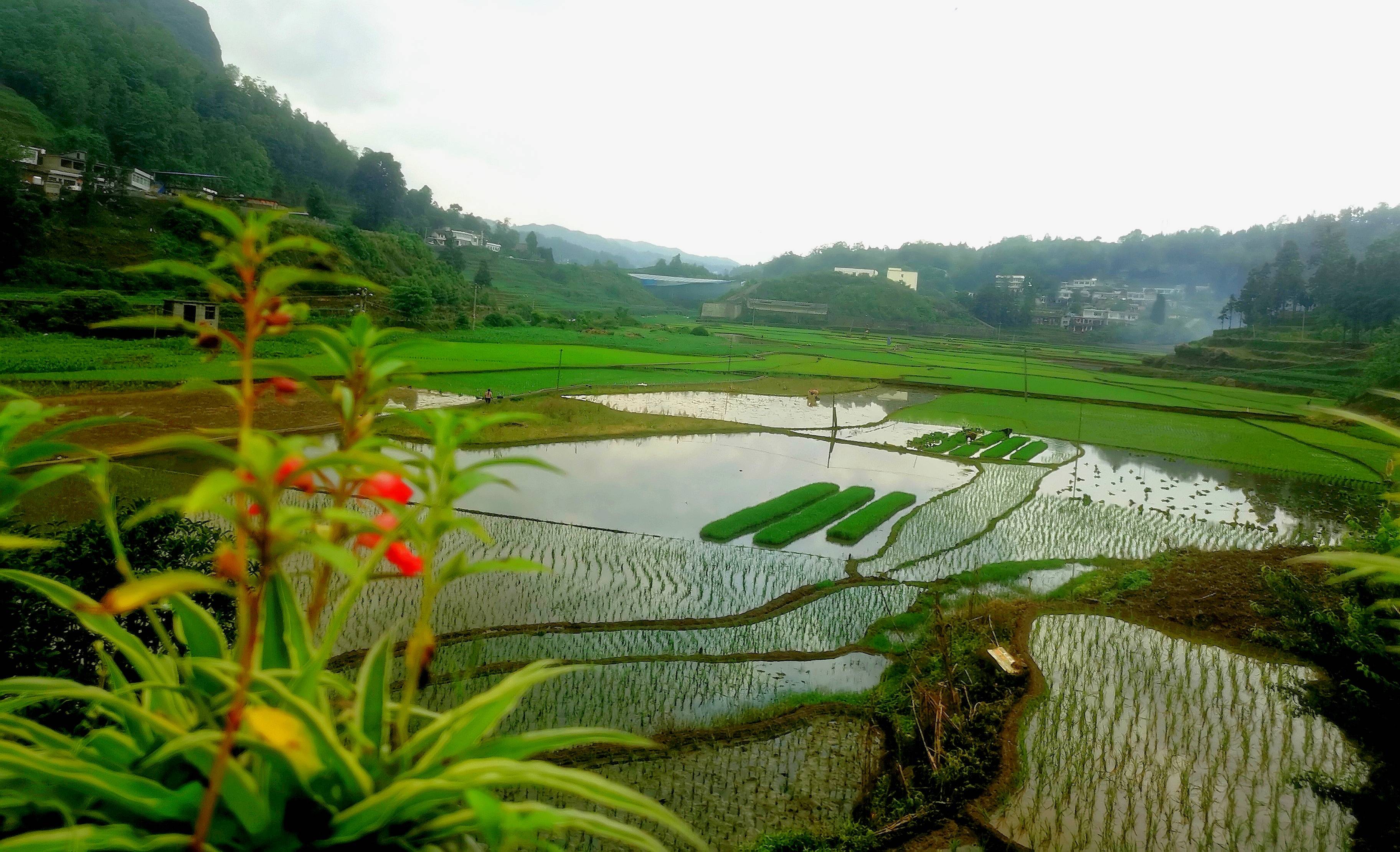 夏雨纷纷催芒种,织金稻田披"绿装"_秧苗_水田_布谷鸟