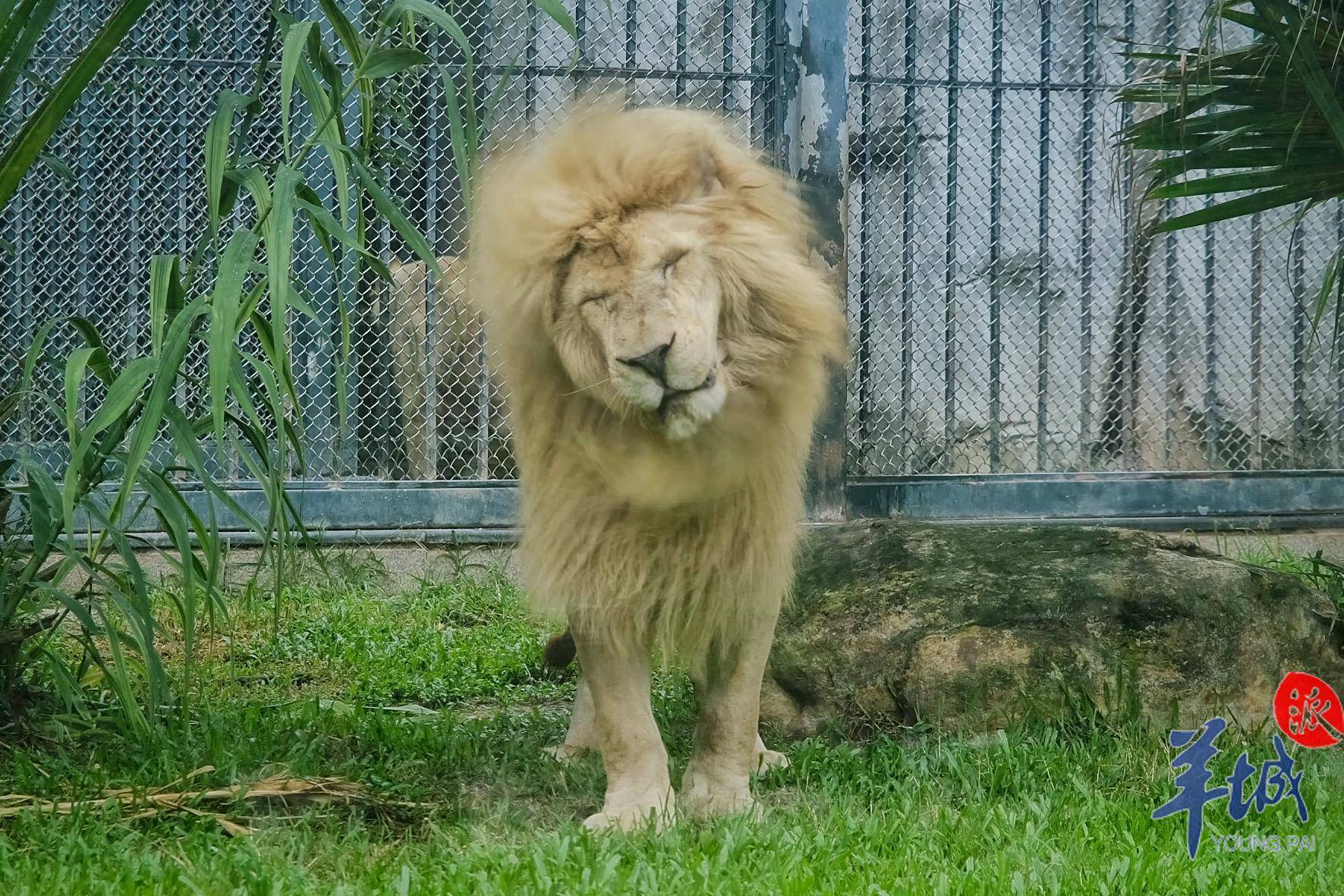 “发型随风变”！广州动物园“齐刘海”狮子换发型了